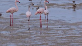 Greater and Lesser Flamingos in West coast National Par