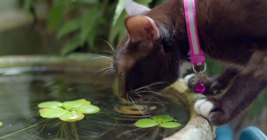 Brown cat drinks in a tub that doesn't belong to them.Cat drinks water. | Shutterstock HD Video #1108927643