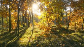 Colorful autumn leaves beautiful tree yellow forest golden sun - Powered by Shutterstock - Get 15% off with code: PIKWIZARD15