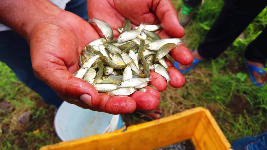 high quality carp fish seed in hand rohu catla carp fingerling sale in fish hatchery