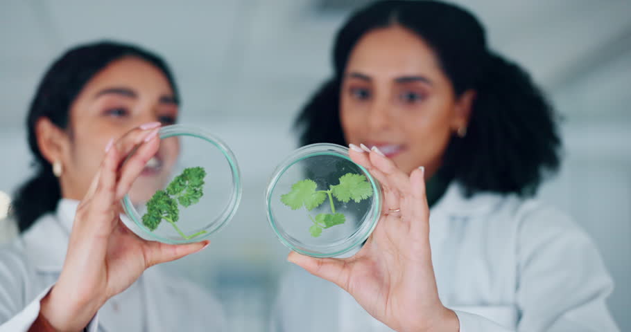 Petri dish, leaves and sample with scientist women in laboratory, ecology or agriculture with investigation. Discussion, collaboration and plant in container, science experiment and medical research | Shutterstock HD Video #1108935067