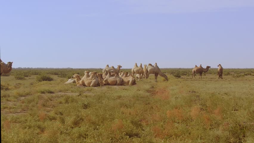 Bactrian camels graze in the steppe on sun-scorched grass on a sunny day. Overall plan | Shutterstock HD Video #1108937719