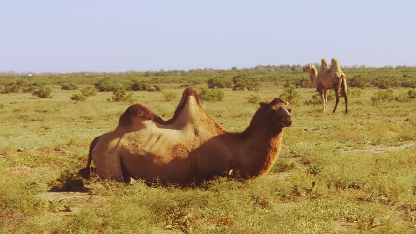 A Bactrian camel lying on the grass in the steppe other camels are grazing nearby. Overall plan | Shutterstock HD Video #1108937731