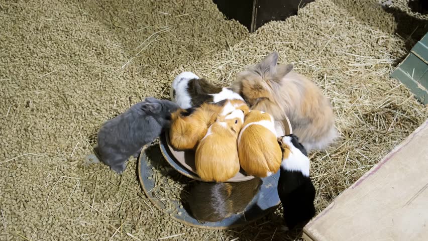 Feeding of rabbits and caves. Guinea pig is sitting in the plate and eating cabbage leaves in zoo. Top view. Time to eat. Funny animals. Concept of hunger and fight for survival. 4K. The most brazen.