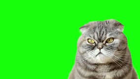 4K cat on green screen isolated with chroma key, real shot and Cute cat playing on a green screen.