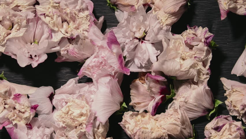 Reverse time-lapse white pink flowers blooming on black background. Time lapse wither to bloom flower texture. Soft color flower from withered to full blossom. Life and death, youth and aging concept Royalty-Free Stock Footage #1108944811