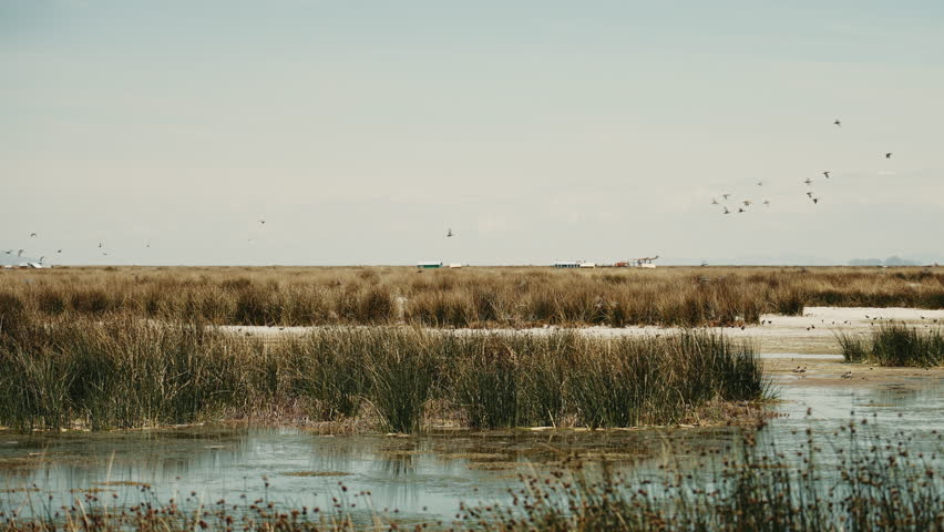 A flock of birds on Lake Titicaca. Lake in Peru. City of Puno. Birds fly over the lake. Inca Empire. Wildlife of Peru. Floating islands of Uros. Straw islands. Peruvian history. Treasures of Titicaca.