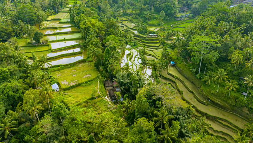 Aerial view of rice cultivation in Bali with path to walk around and palm rice terraces, photograph from height, Bali, Indonesia, Ubud, geometric shape of rice fields Royalty-Free Stock Footage #1108949441