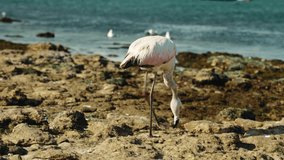 Pink flamingos of a beautiful landscape. Wildlife video filming. Close up of flamingos. Wild Greater flamingo in the salt water. Nature Birds Wildlife. Paracas National Reserve. Peru.