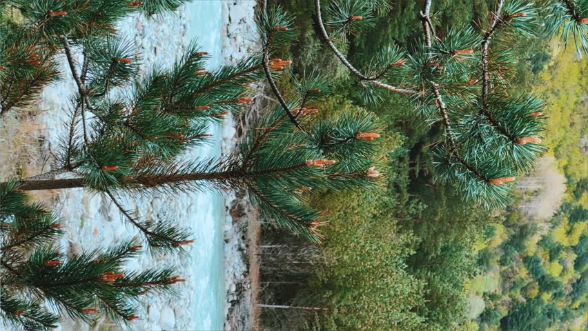 The fog is spreading over the pine forest. Branches of fir trees against the background of a mountain river on a foggy day. Morning in the mountains in rainy cloudy weather. North Ossetia. Digor Gorge