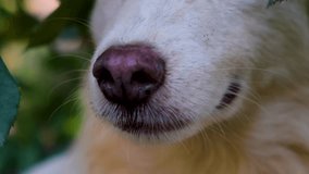 Dog. Dogs face. Dog face close up. Cute dog video. beautiful footage of doggy. Beautiful dog face. Dogs faces. Puppies and dogs concept. Pet dogs. Pet puppies 