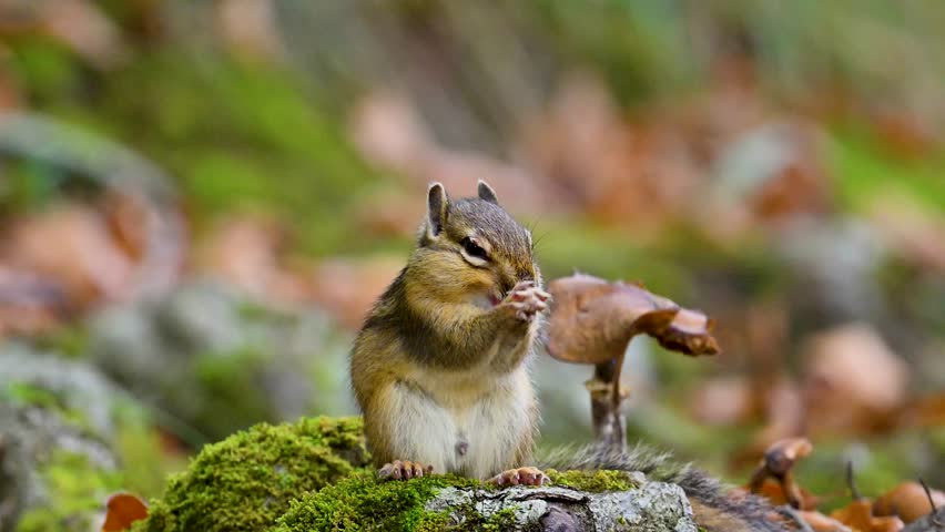 Chipmunk squirrel in slow motion 