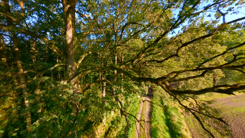FPV drone flying among tree branches in the summer forest on a sunny day.