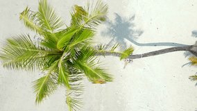 Top view of a young woman swinging on a swing hanging from a coconut palm tree on a white sandy beach. Vertical video.