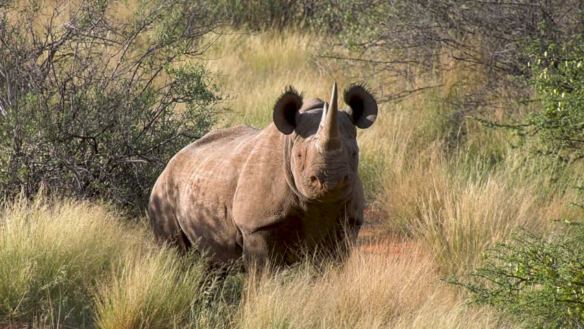 Black Rhino bull in the Kalahari desert, South Africa. This species is almost extinct, truly an amazing sight. These are some of the most dangerous animals we have and can charge without reason. Royalty-Free Stock Footage #1108965261