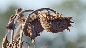 Swaying sunflowers in autumn day, just before harvest. Sunflower heads are ripe and full of seeds. Video is shot with shallow depth of field, which blurs background and focuses on sunflowers