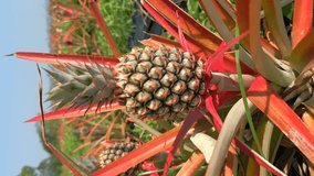Close-up of a pineapple, a tropical fruit in a plantation field. An organic farm in the north of Thailand, Chiang Mai province. Vertical video.