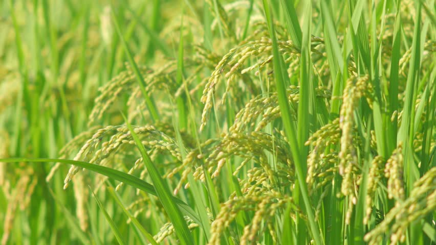 Rice ears swaying in the wind and the setting sun, rice fields in autumn