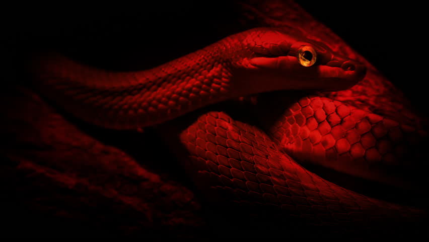Snake Watching In Firelight Devil, Satan Concept | Shutterstock HD Video #1108966349
