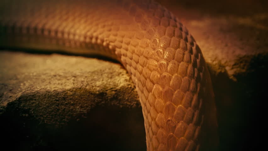 Snake Moving Up Over Ledge Closeup