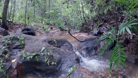 Sri Lanka Sinharaja Rainforest 4K Video 5