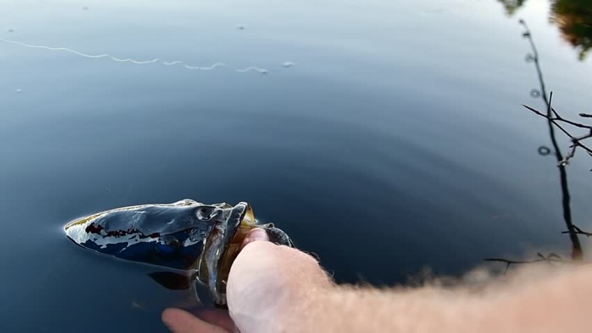Great catch, fall season bass fishing from a kayak, fish held by its mouth close up, catch and release.