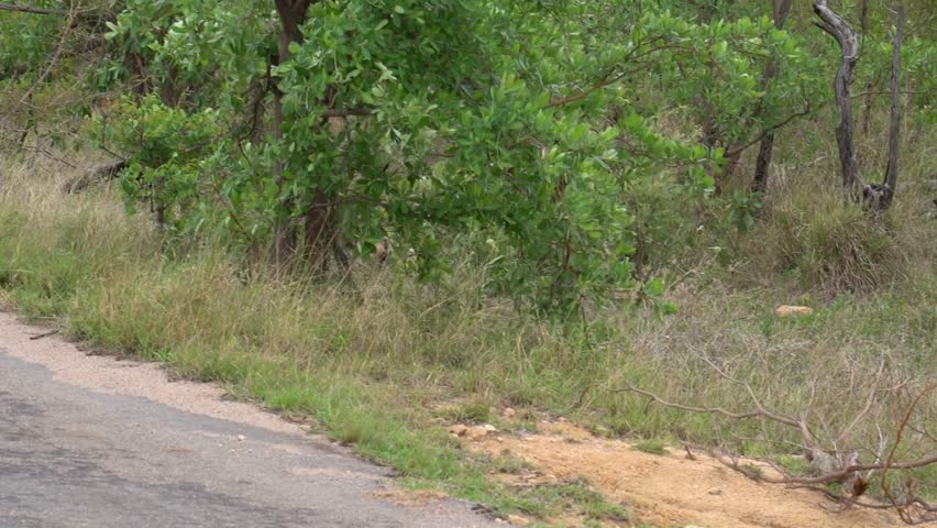 An endangered wild dog of South Africa emerges out of the bush, paved road, Kruger National Park