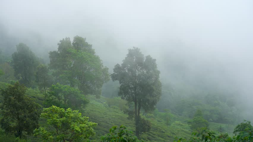 locked shot showing tea garden estate with fog clouds rolling over the hills in Darjeeling showing the famous tea producing tourist attraction in India