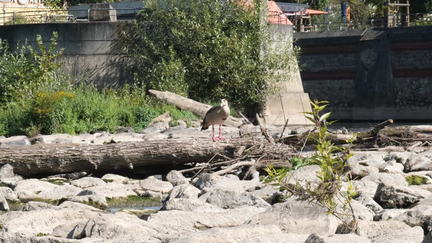 Egyptian Goose Standing on a Drift Wood Tree Trunk Surrounded by Rocks in the Middle of a River