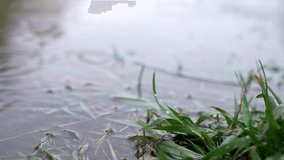 Video footage of grass near a puddle in the rain. A puddle formed in the meadow.