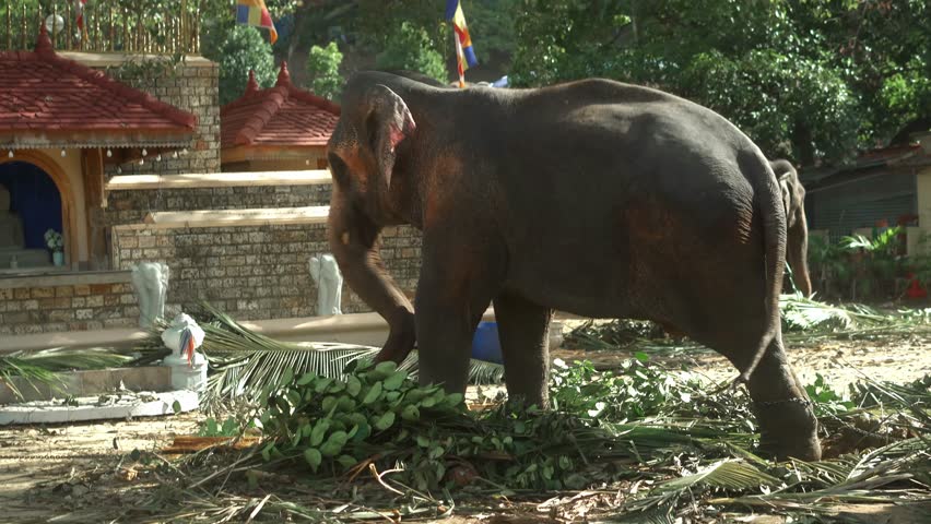 Real Sri Lankan Elephant in the field Traditional Perahara season in Kandy Sri Lanka  | Shutterstock HD Video #1108977619