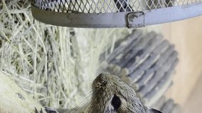 Laboratory gray rats sit in a cage. Rodent animal concept. Vertical video