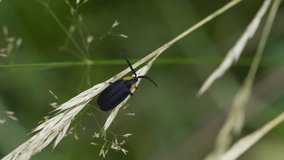 Black Firefly insect. Wide view of bug crawling on dry grasses against green, natural background. Macro. Slow motion. Clip A.