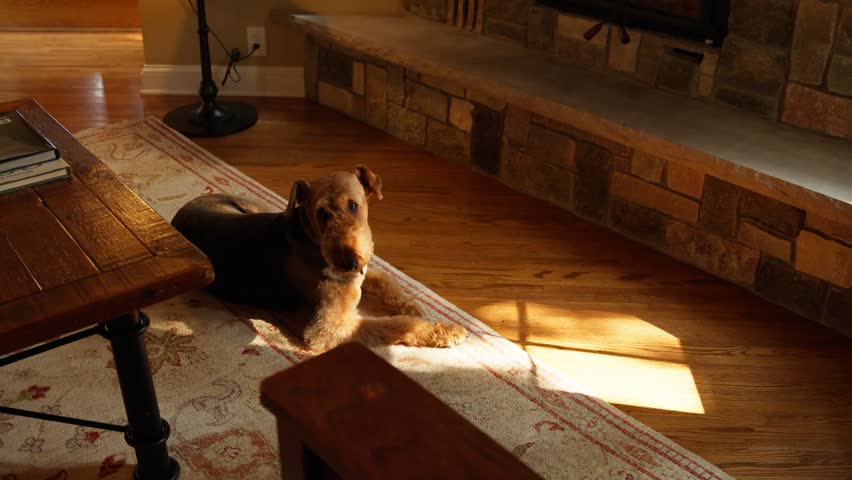 close up of an Airedale Terrier dog laying on a rug in the sunshine in front of a stone fireplace Royalty-Free Stock Footage #1108978947