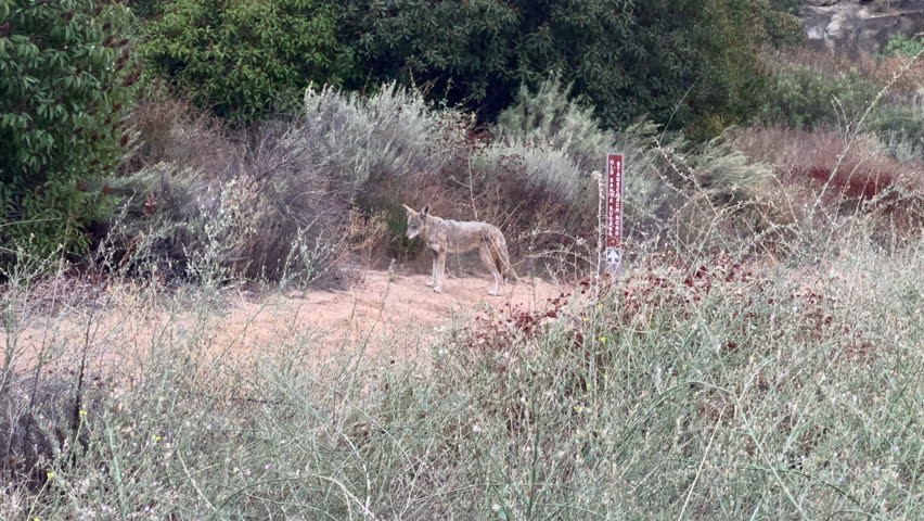Wild Coyote passing by on hiking trail at Santa Susana Pass State Historic Park in Los Angeles California. | Shutterstock HD Video #1108983915