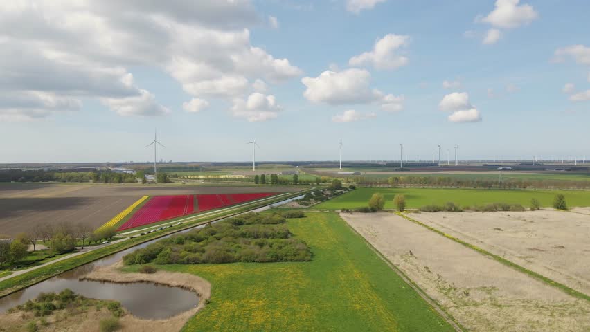 Tulip field along creek and wind turbines in the bakcground