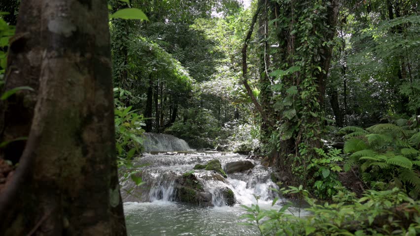 Hiking along water stream with beautiful small cascade surrounded by green plants under morning sunlight in rainforest. Beauty in nature woodland. Outdoor pursuit. UHD. 4K.