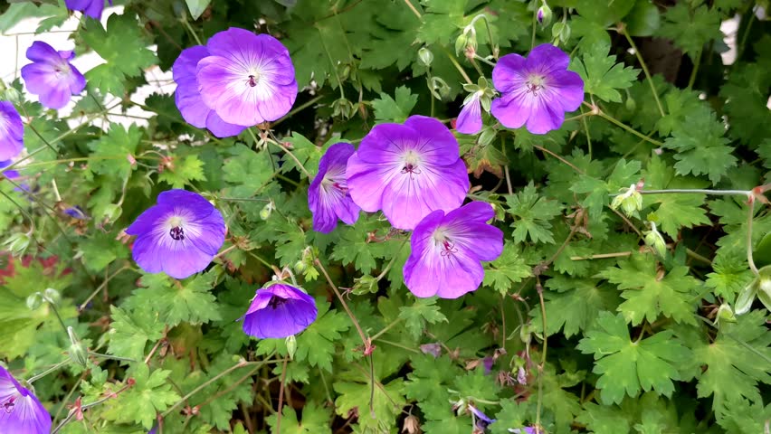 Geranium purple flower in the garden on a sunny day. Garden flower background