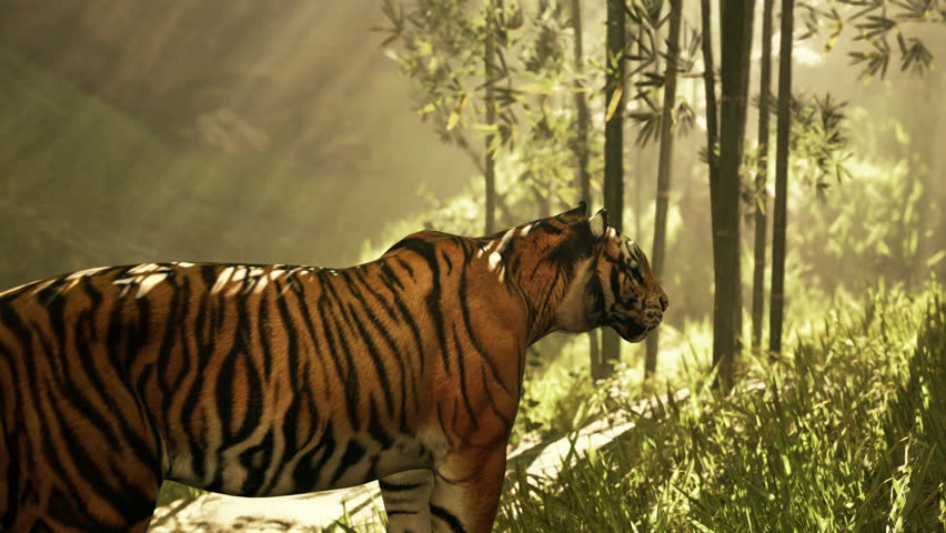 With the sun shining down on a bamboo forest, a mammoth Bengal tiger hunts for its next meal | Shutterstock HD Video #1108991245
