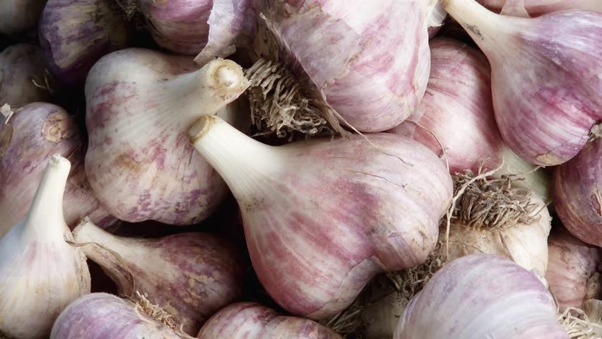 Freshly harvested bulbs of the purple striped garlic with edged stems and roots, top view

