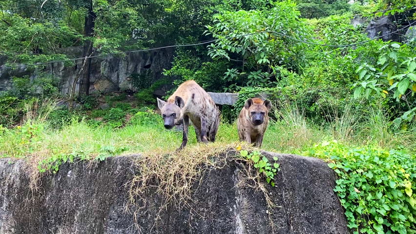 Two Hyena dogs in the open zoo