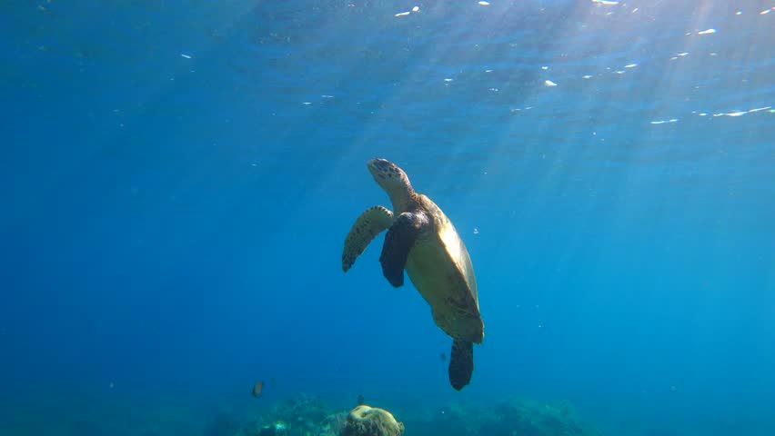 Sea turtle swimming in the blue ocean, ascending to breathing air, slow motion video footage