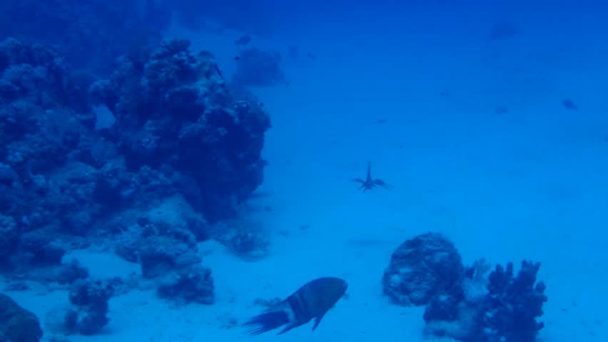 Ship wreck in the red sea | Shutterstock HD Video #1108994863