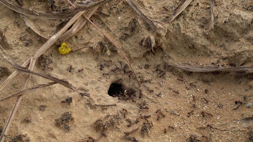 The ants walking on the ground and carrying a grain. ant working on pathway.