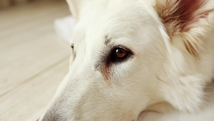 Close-up of the muzzle of a large white dog lying on a white floor. the head of a sad sheepdog in the room | Shutterstock HD Video #1108997827