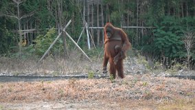 video of an adult orangutan with its cute little baby