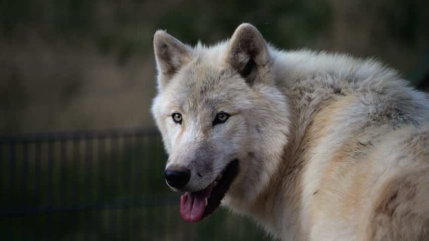 Attentive white wolf in slow-motion, scanning for threats or prey. | Shutterstock HD Video #1109001019