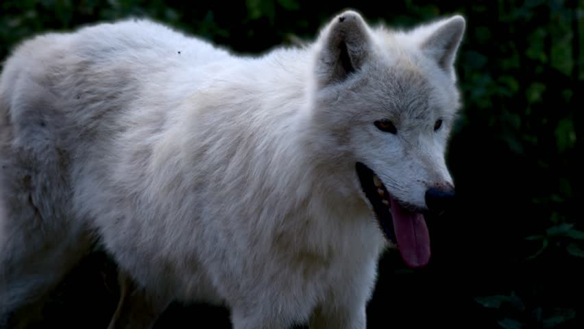 Polar wolf: A slow-motion clip showcasing vigilant observation. | Shutterstock HD Video #1109001043