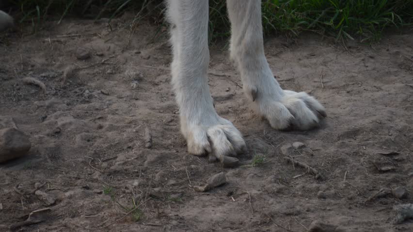 Close-up slow-mo: Polar wolf's paws running on hard ground. | Shutterstock HD Video #1109001049
