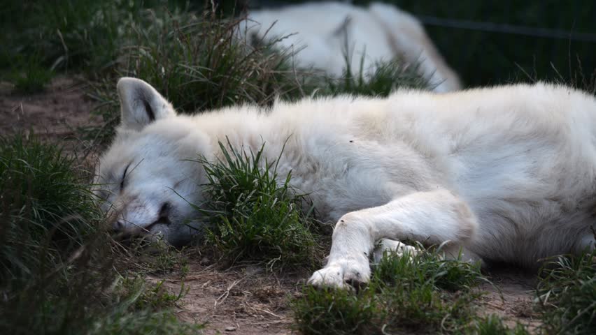Polar wolf on ground, irritated by buzzing flies. | Shutterstock HD Video #1109001053